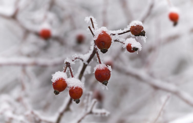 The berries of red dogrose were frozen in winter.