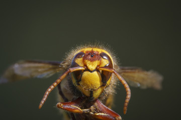 European Hornet_000