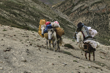 Horses and mules carrying heavy goods to steep rocky slope in Himalaya mountains, Ladakh, India.