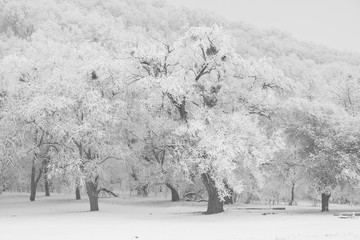 Old trees are covered with white snow in winter.