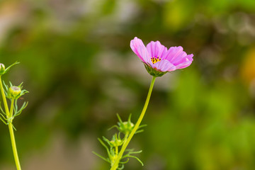 Obraz premium side view of a pink volunteer wildflower