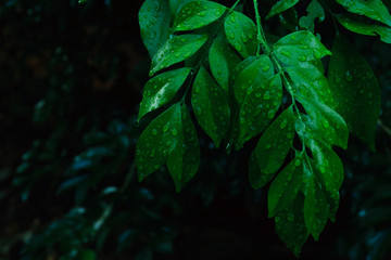 Rain falls on green foliage in rainy season, Murraya paniculata (L.) Jack flowers