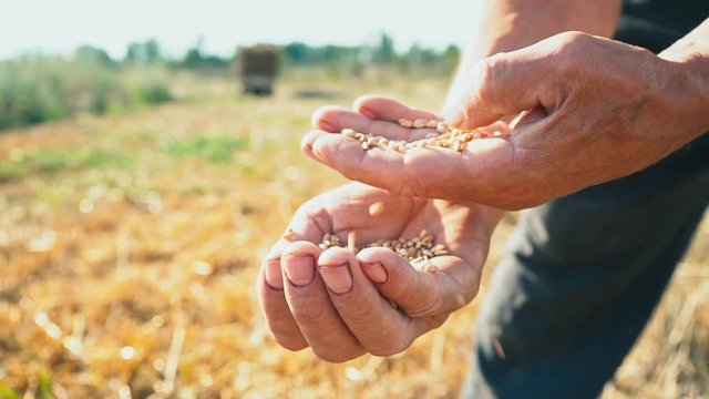 The grain is in the hard-working hands, the farmer assesses the quality of the grain, the man examines and analyzes the wheat in his palm