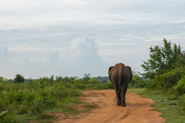 Elephant walking through the prestigious Udawalawe National Park in Sri Lanka