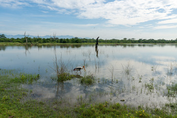 An adult painted stork stands in the shallow water of a lake in Udawalawe National Park