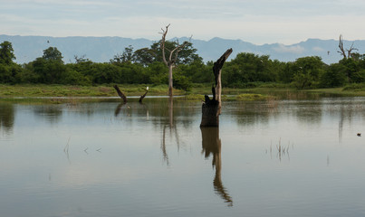 Sunken tree branches in the middle of the Water Reservoir in Udawalawe National Park