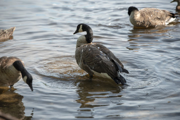 Obraz premium Canadian Goose Bathing in Bellmore NY Pond