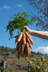 carrots in hand