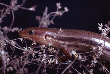 Southeastern Five-Lined Skink (Plestiodon Inexpectatus)
