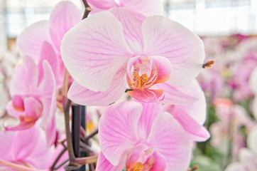 Beautiful orchids on sale in store