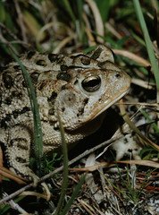 Southern Toad (Anaxyrus Terrestris)