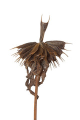 Seed of a Bootjack Rises