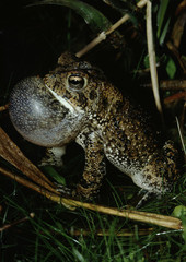Southern Toad (Anaxyrus Terrestris)