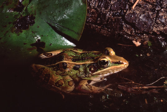 Southern Leopard Frog (Lithobates Sphenocephalus)