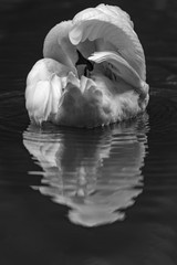 Mute Swan