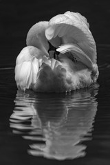 Mute Swan