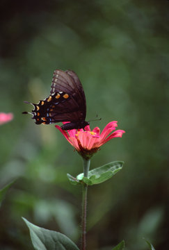 Spicebush Swallowtail Butterfly (Papilio Troilus)