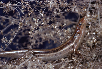 Southeastern Five-Lined Skink (Plestiodon Inexpectatus)