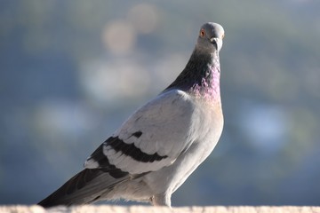 pigeon