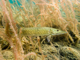 Nothern pike among water-milfoil water plants