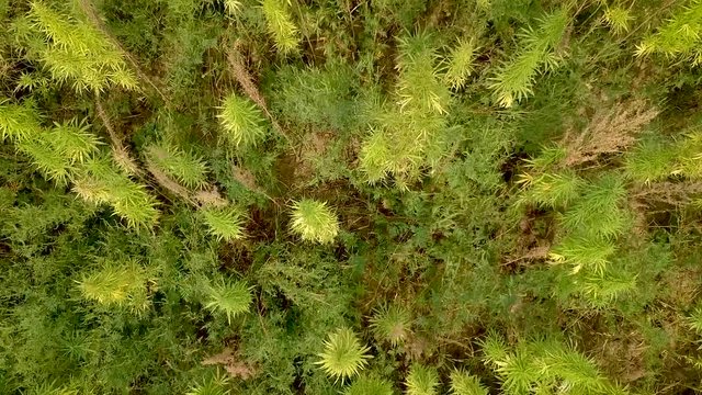 Arieal of a hemp field