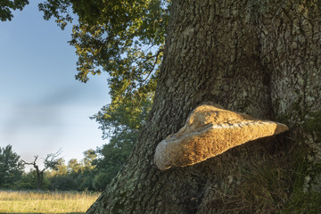 Weeping polypore