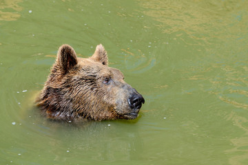 Fototapeta na wymiar Syrian brown bear in Jerusalem Zoo