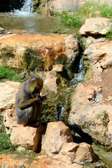 The Mandrill sitting on a stone by the stream in Biblical Zoo in Jerusalem