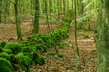 Stenmur i genom bokskog i nationalpark