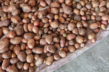 Potato harvest in the cellar as a background