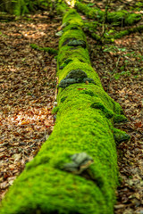 Murken mosskl&auml;dd stock i bokskog