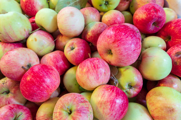 Harvest of apples from the garden as a background