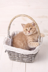 Fototapeta na wymiar Cream color Scottish strait cat sits in a wicker basket. A playful kitten