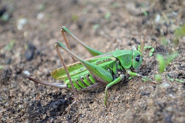 grasshopper on green grass