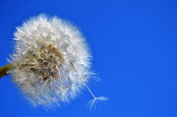 Fototapeta premium Dandelion na tle niebieskie niebo
