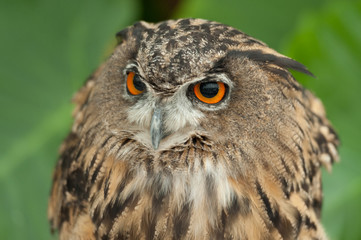 Eurasian Eagle-owl (Bubo bubo) also known as the European Eagle-owl with close-up on his striking orange eyes. Blurred background with green leaves.