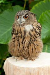 Eurasian eagle-owl (Bubo bubo) also known as European eagle-owl looking to the side. Vertical shot....
