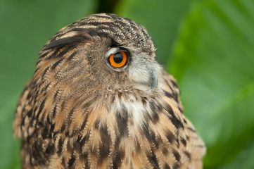 Eurasian Eagle-owl (Bubo bubo) also known as the European Eagle-owl. Looking to the side. Close-up. Blurred background with green leaves.