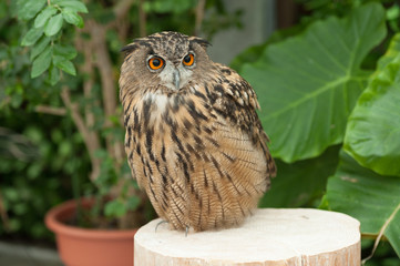 Eurasian eagle-owl (Bubo bubo) also known as European eagle-owl looking to the side. Horizontal shot. Close-up. Background with green leaves.