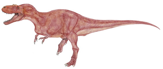 白亜紀後期の恐竜。ティラノサウルス科。全長8.6メートル以前はゴルゴサウルスと呼称されたこともあった。学名の意味はアルバータのトカゲ。イラスト画像です。