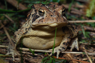 Common Toad, Bufo bufo, sitting in pine straw in North Carolina