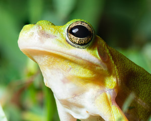 Extreme macro portrait of a Green Treefrog in Raleigh, North Carolina