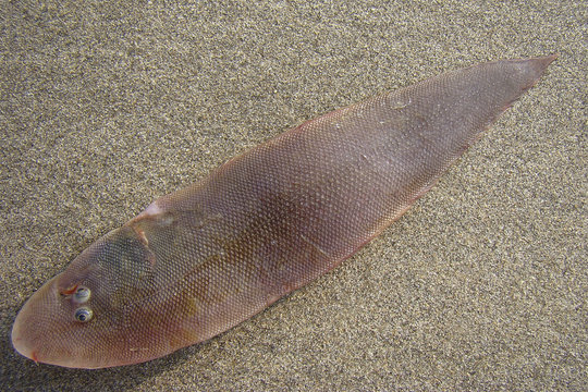sole-fish-images-browse-819-stock-photos-vectors-and-video