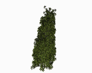Grüne Buchsbaum Hecken