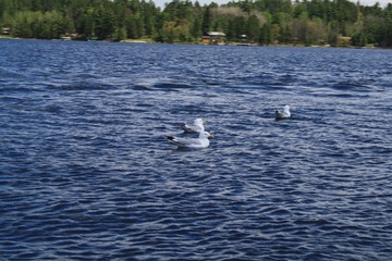 Naklejka premium American Herring Gulls, Crane Lake, MN, bird, blue, white, nature, wildlife