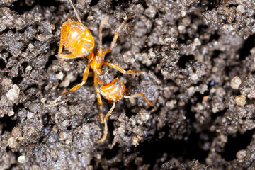 Yellow ant on black ground in nature