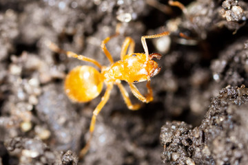Yellow ant on black ground in nature