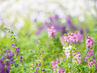 Blurred purple flower and white flower  background,