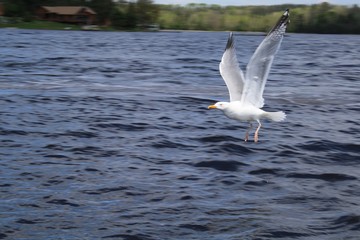 American Herring Gulls, Crane Lake, MN, bird, blue, white, nature, wildlife
