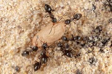 Ants and formic eggs in nature